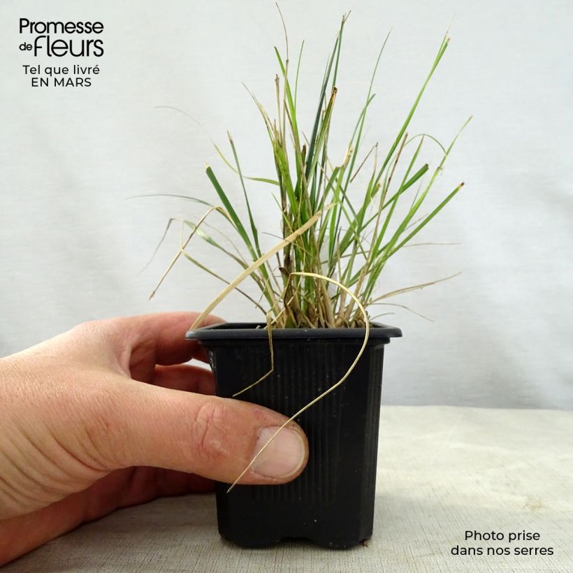 Amostra de Ampelodesmos mauritanicus Vaso de 8/9 cm tal como entregue na primavera