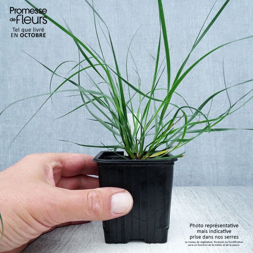 Amostra de Ampelodesmos mauritanicus Vaso de 8/9 cm tal como entregue no outono