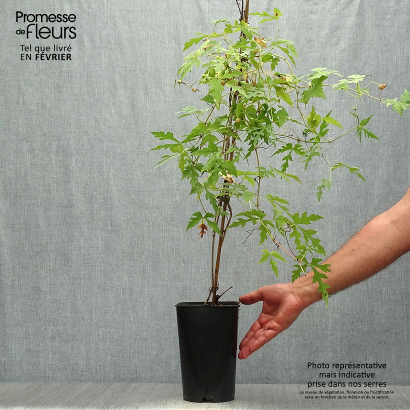 Amostra de Ampelopsis aconitifolia Vaso de 2 L/3 L tal como entregue no outono