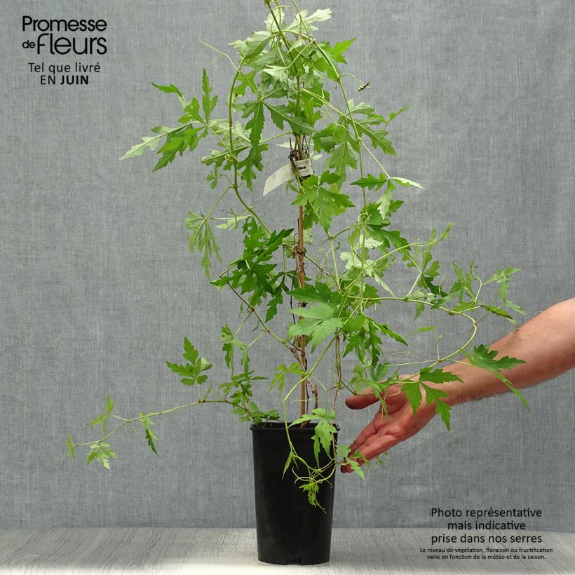 Amostra de Ampelopsis aconitifolia Vaso de 2 L/3 L tal como entregue no verão