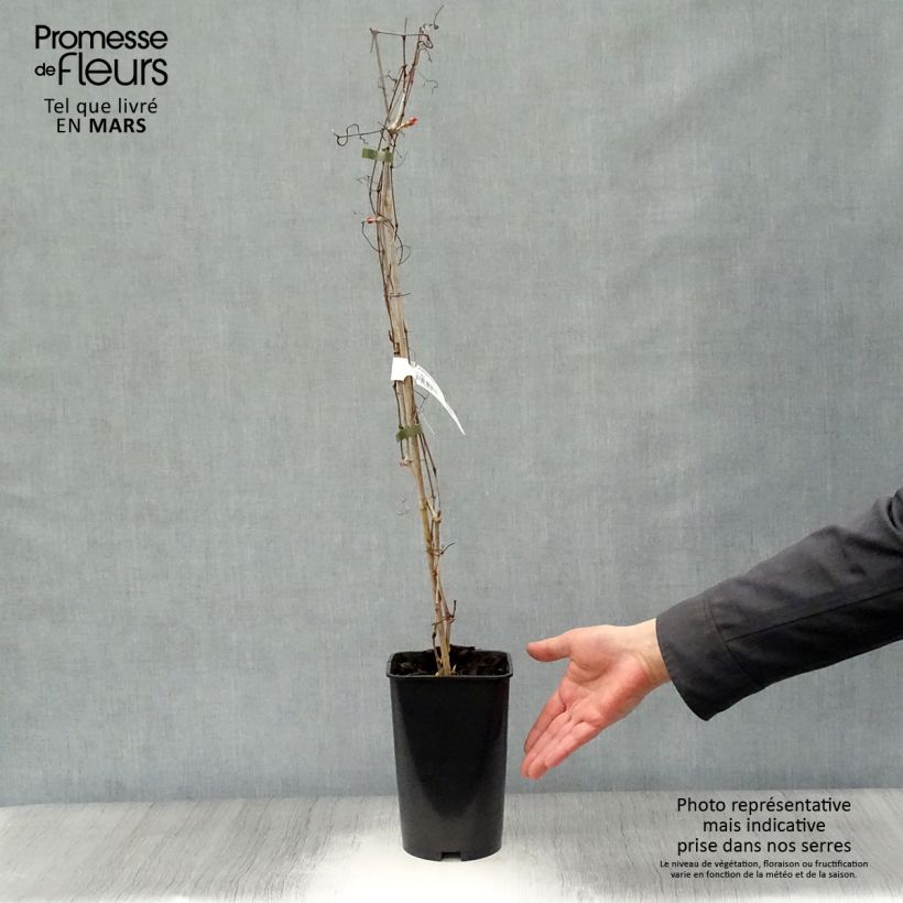 Amostra de Ampelopsis aconitifolia Vaso de 2 L/3 L tal como entregue na primavera