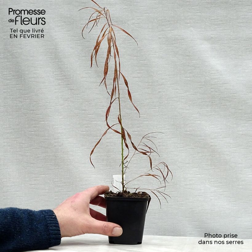 Amostra de Amsonia Ernst Pagels Vaso de 8/9 cm tal como entregue no inverno