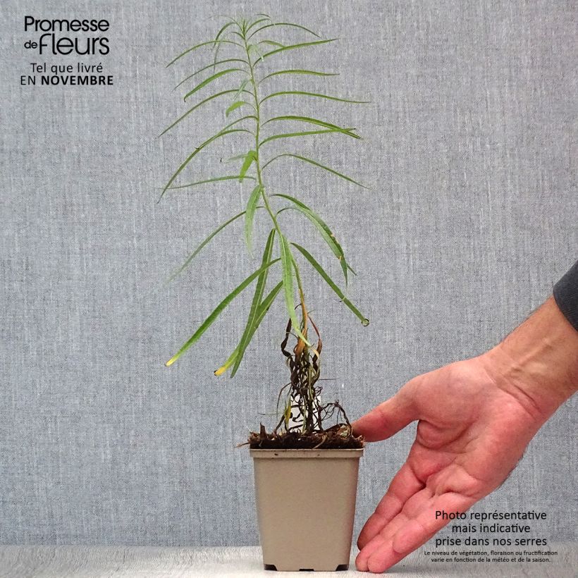 Amostra de Amsonia Ernst Pagels Vaso de 8/9 cm tal como entregue no outono