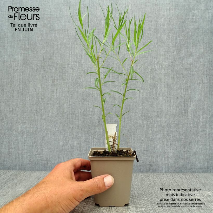 Amostra de Amsonia Ernst Pagels Vaso de 8/9 cm tal como entregue no verão