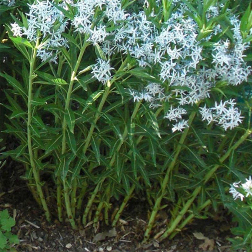 Amsonia ciliata (Folhagem)