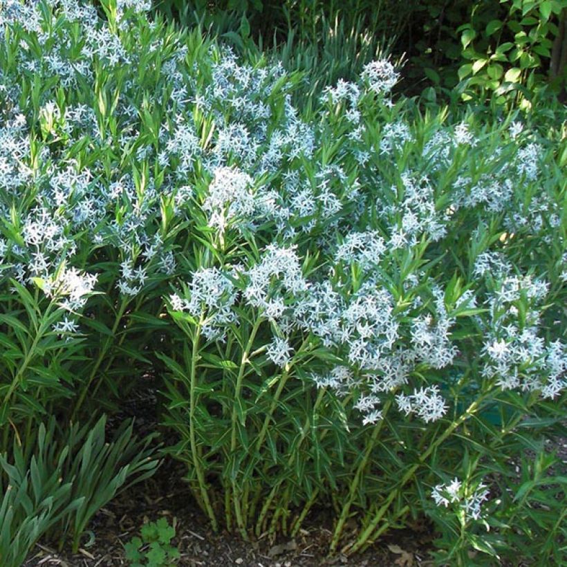 Amsonia ciliata (Floração)