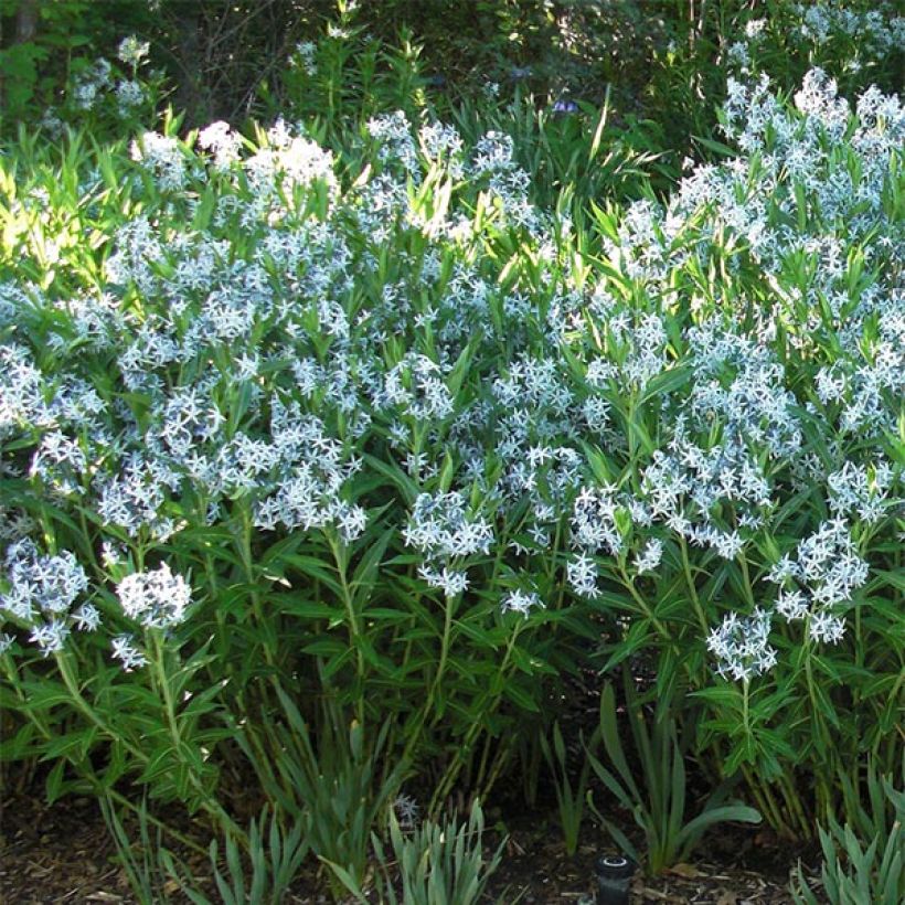 Amsonia ciliata (Hábito)