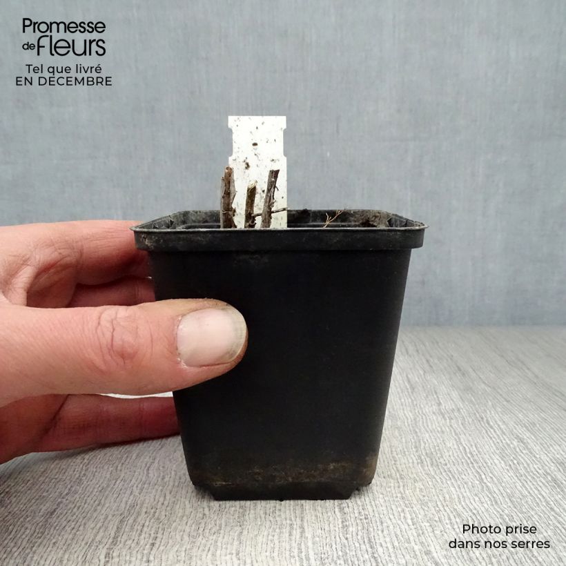 Amostra de Amsonia ciliata Vaso de 8/9 cm tal como entregue no inverno