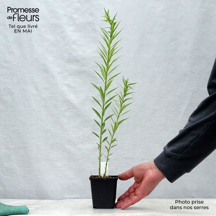 Amostra de Amsonia ciliata Vaso de 8/9 cm tal como entregue na primavera