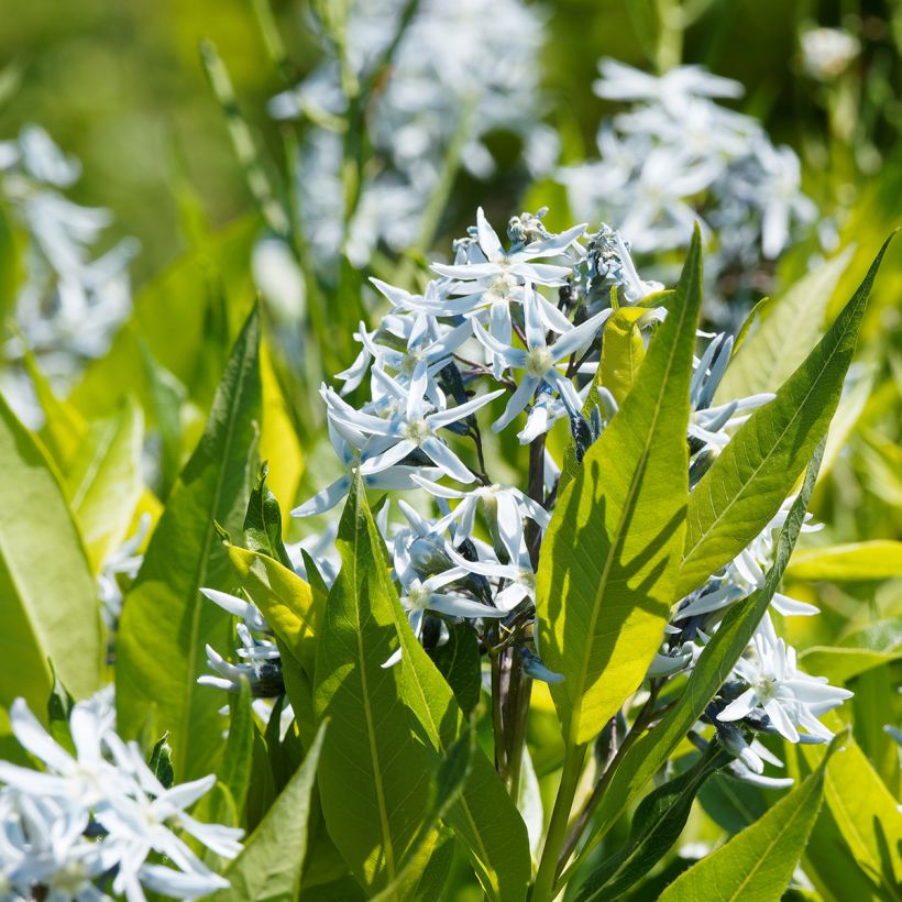 Amsonia ciliata (Folhagem)
