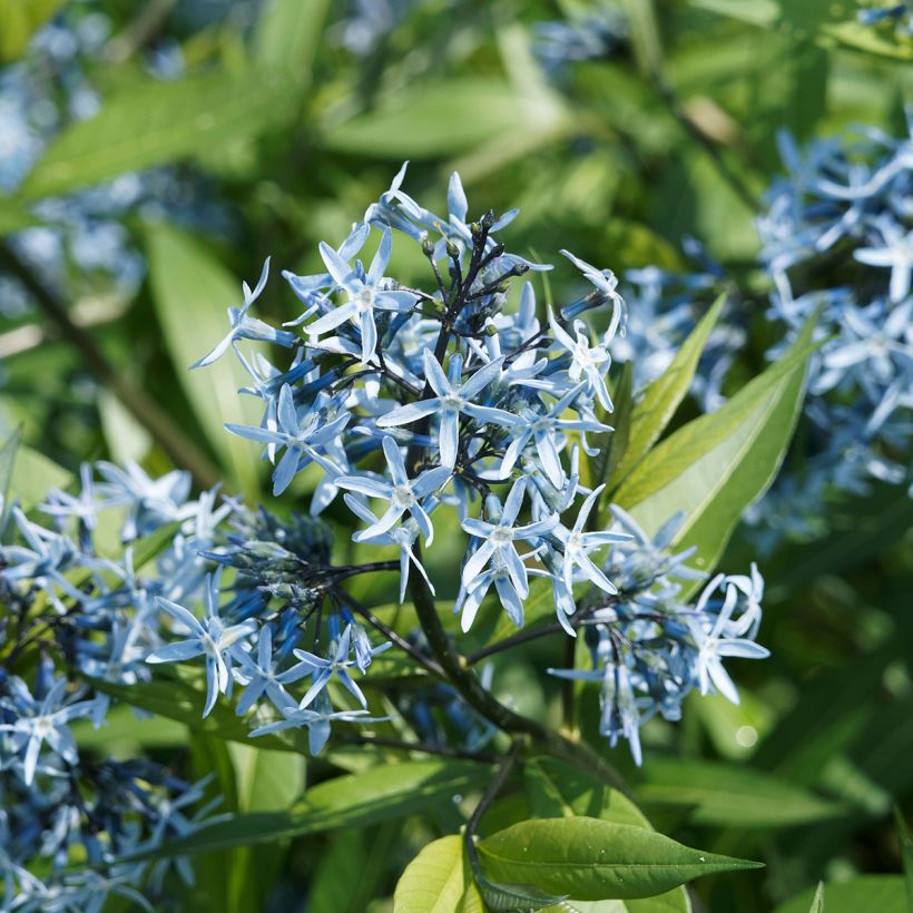 Amsonia ciliata (Floração)