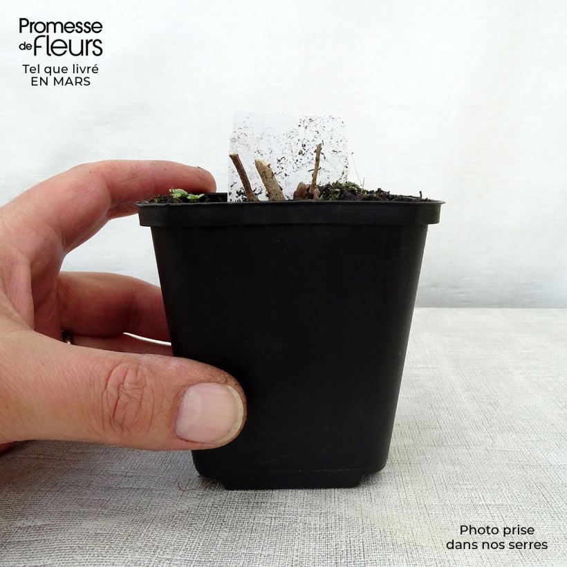 Amostra de Amsonia hubrichtii Vaso de 8/9 cm tal como entregue na primavera