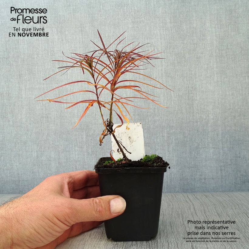Amostra de Amsonia hubrichtii Vaso de 8/9 cm tal como entregue no outono