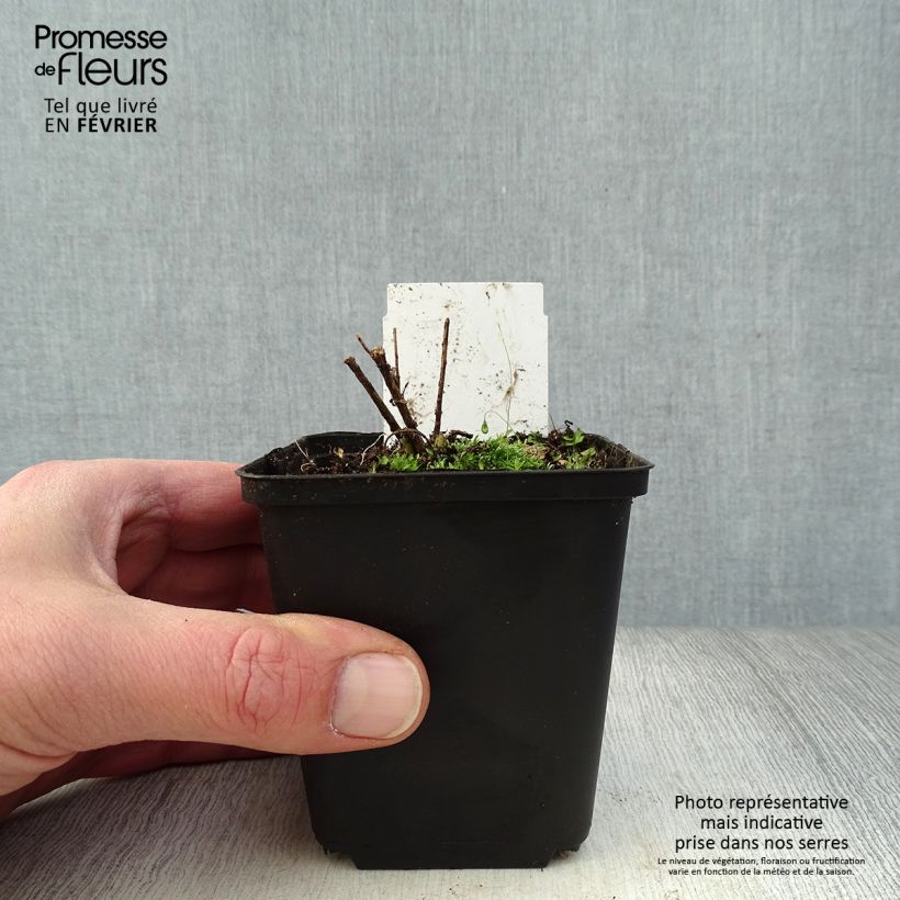 Amostra de Amsonia hubrichtii Vaso de 8/9 cm tal como entregue no inverno