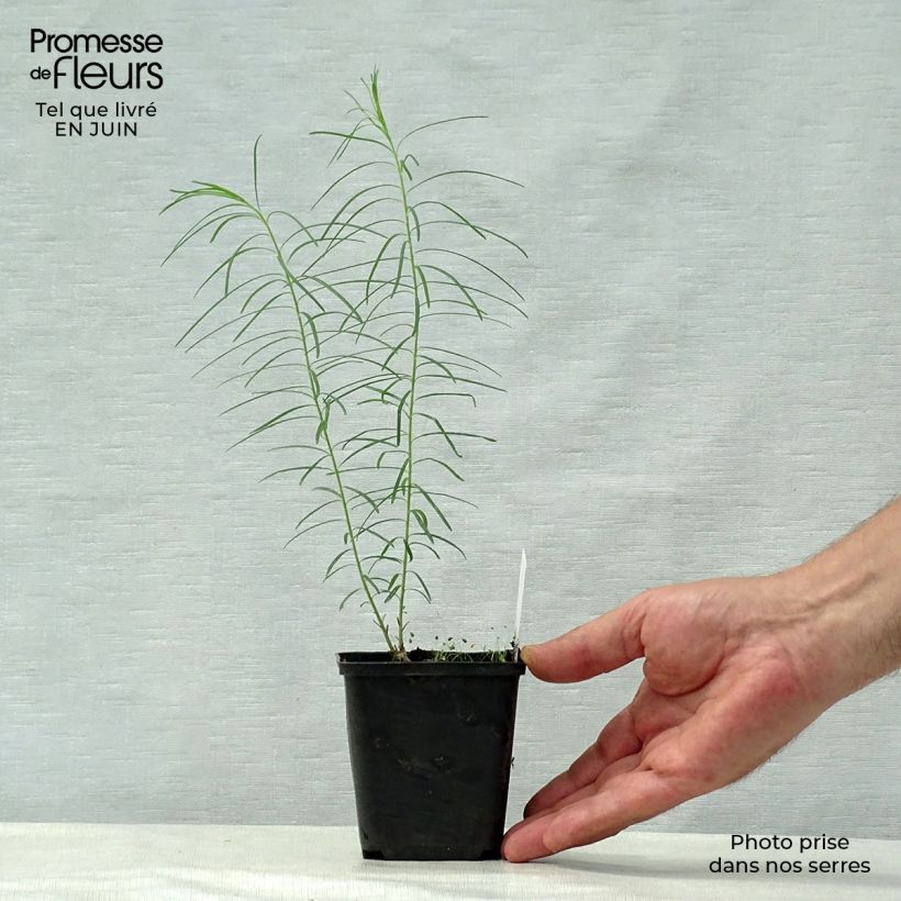 Amostra de Amsonia hubrichtii Vaso de 8/9 cm tal como entregue no verão