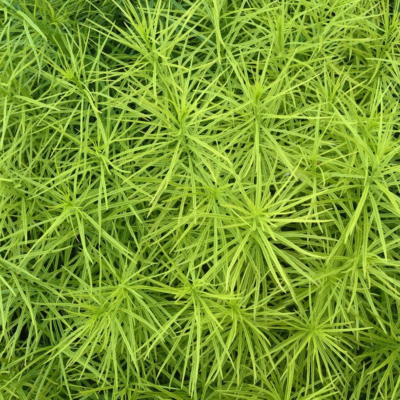 Amsonia hubrichtii (Folhagem)