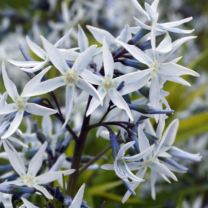 Amsonia hubrichtii (Floração)
