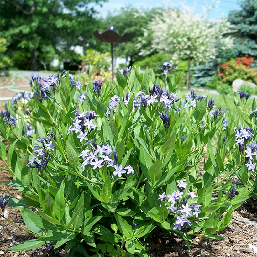 Amsonia Blue Ice (Hábito)