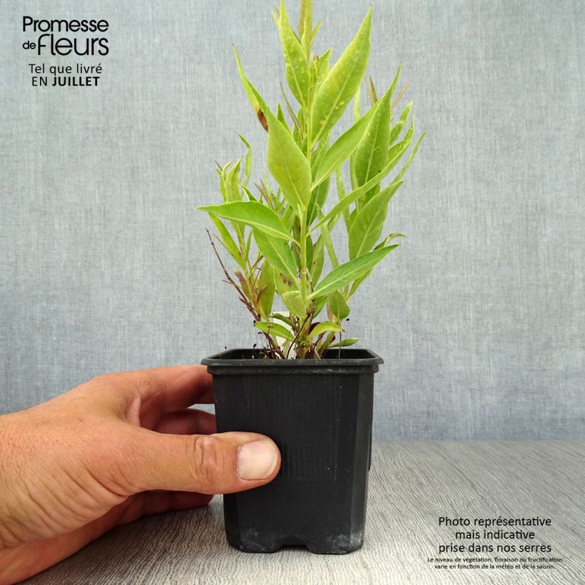 Amostra de Amsonia Blue Ice Vaso de 8/9 cm tal como entregue no verão