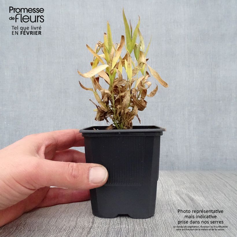 Amostra de Amsonia Blue Ice Vaso de 8/9 cm tal como entregue no inverno