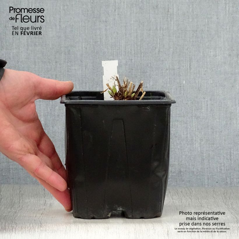 Amostra de Amsonia Blue Ice Vaso de 2 L/3 L tal como entregue no inverno