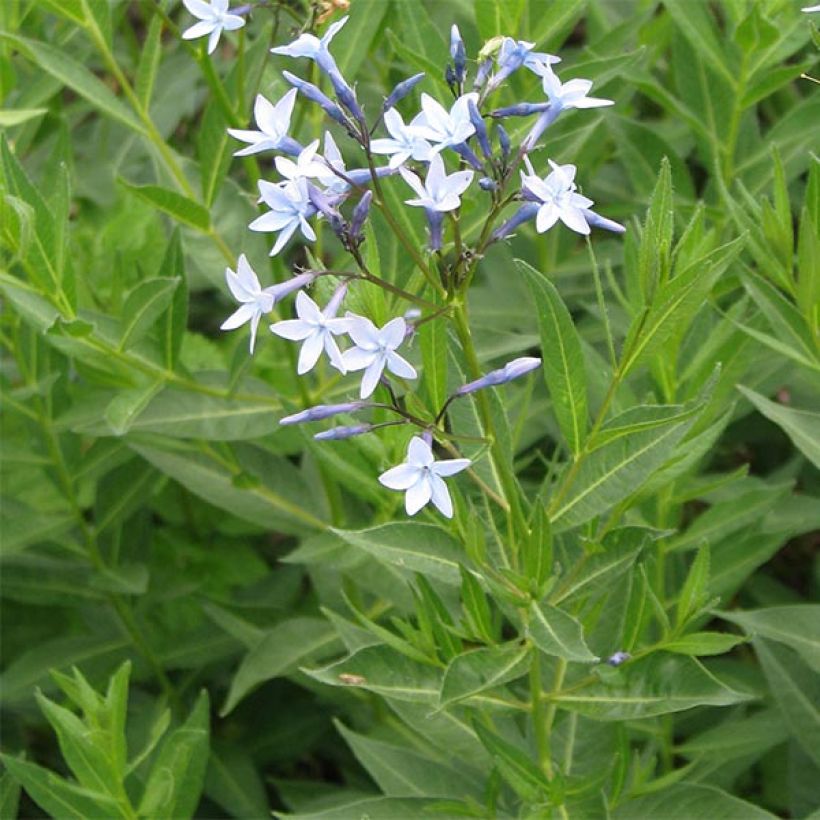 Amsonia orientalis (Floração)