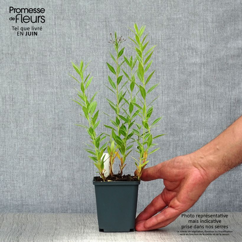 Amostra de Amsonia orientalis Vaso de 8/9 cm tal como entregue no verão