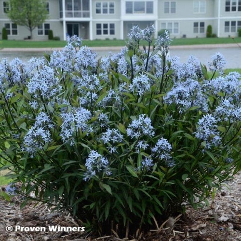Amsonia tabernaemontana Storm Cloud (Folhagem)