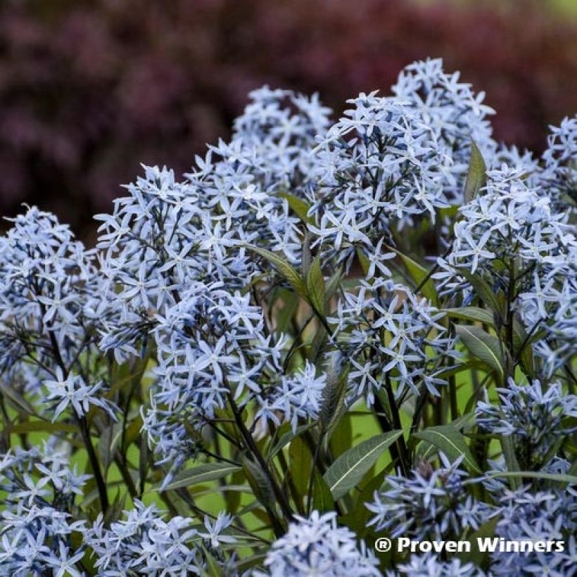 Amsonia tabernaemontana Storm Cloud (Floração)