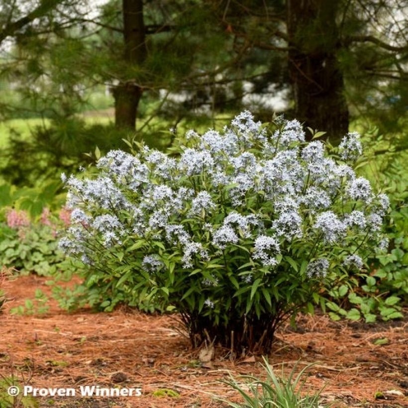 Amsonia tabernaemontana Storm Cloud (Hábito)