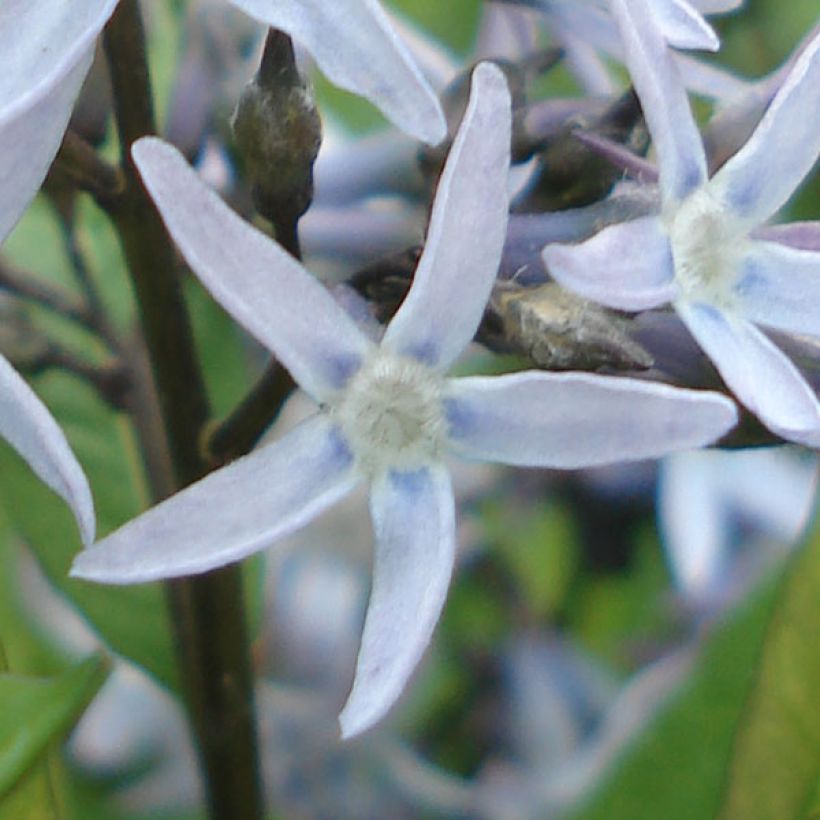Amsonia tabernaemontana var. salicifolia (Floração)