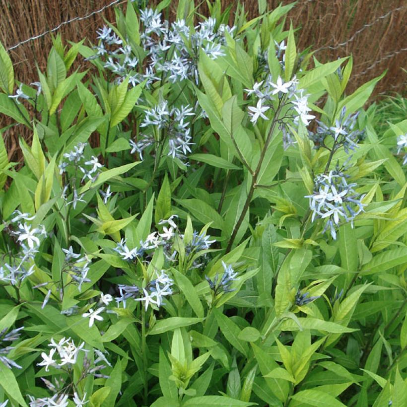 Amsonia tabernaemontana var. salicifolia (Hábito)