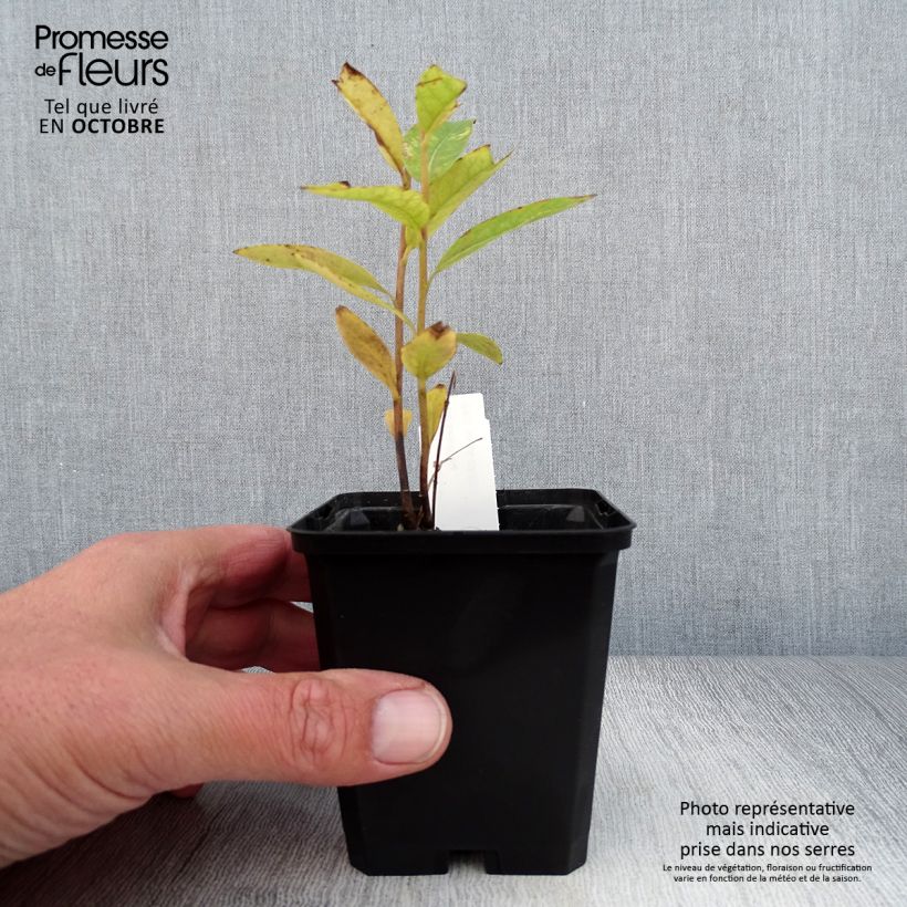 Amostra de Amsonia tabernaemontana var. salicifolia Vaso de 8/9 cm tal como entregue no outono