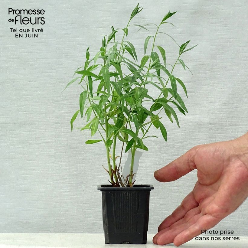 Amostra de Amsonia tabernaemontana var. salicifolia Vaso de 8/9 cm tal como entregue no verão