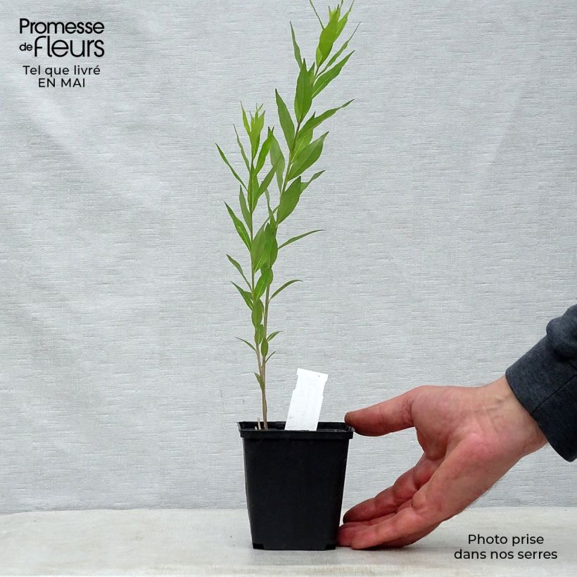 Amostra de Amsonia tabernaemontana var. salicifolia Vaso de 8/9 cm tal como entregue na primavera