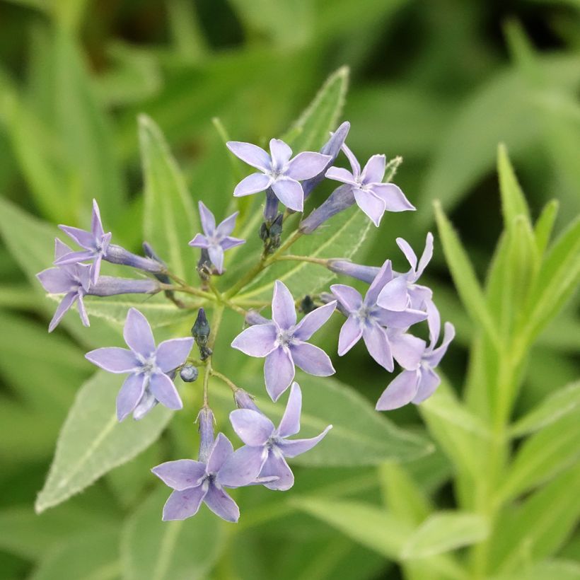 Amsonia tabernaemontana var. salicifolia (Floração)