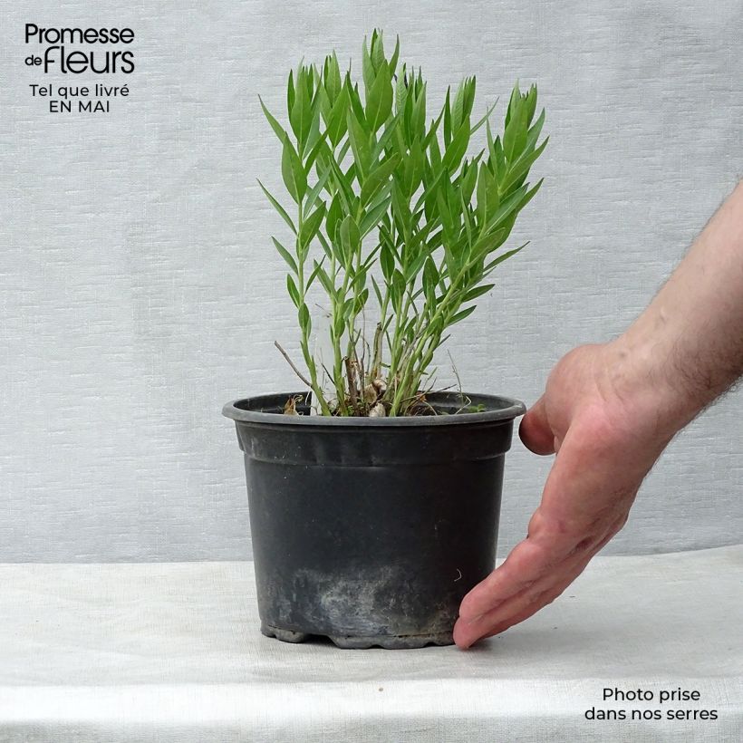 Amostra de Amsonia Blue Ice Vaso de 8/9 cm tal como entregue na primavera