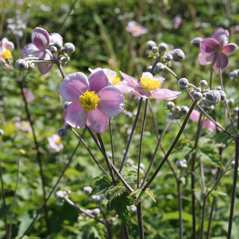 Anémona-do-japão Septemberglanz - Anemone tomentosa (Floração)