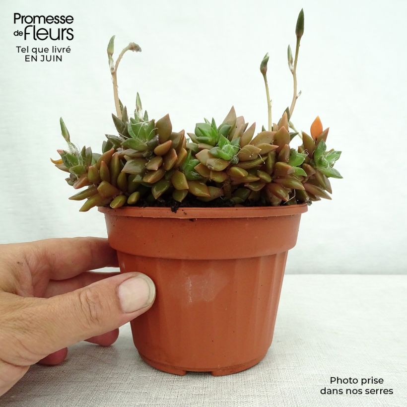 Amostra de Anacampseros filamentosa Vaso de 12 cm/13 cm tal como entregue no verão