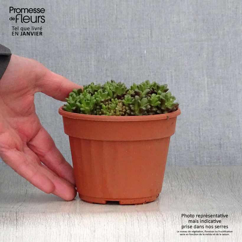 Amostra de Anacampseros filamentosa Vaso de 12 cm/13 cm tal como entregue no inverno