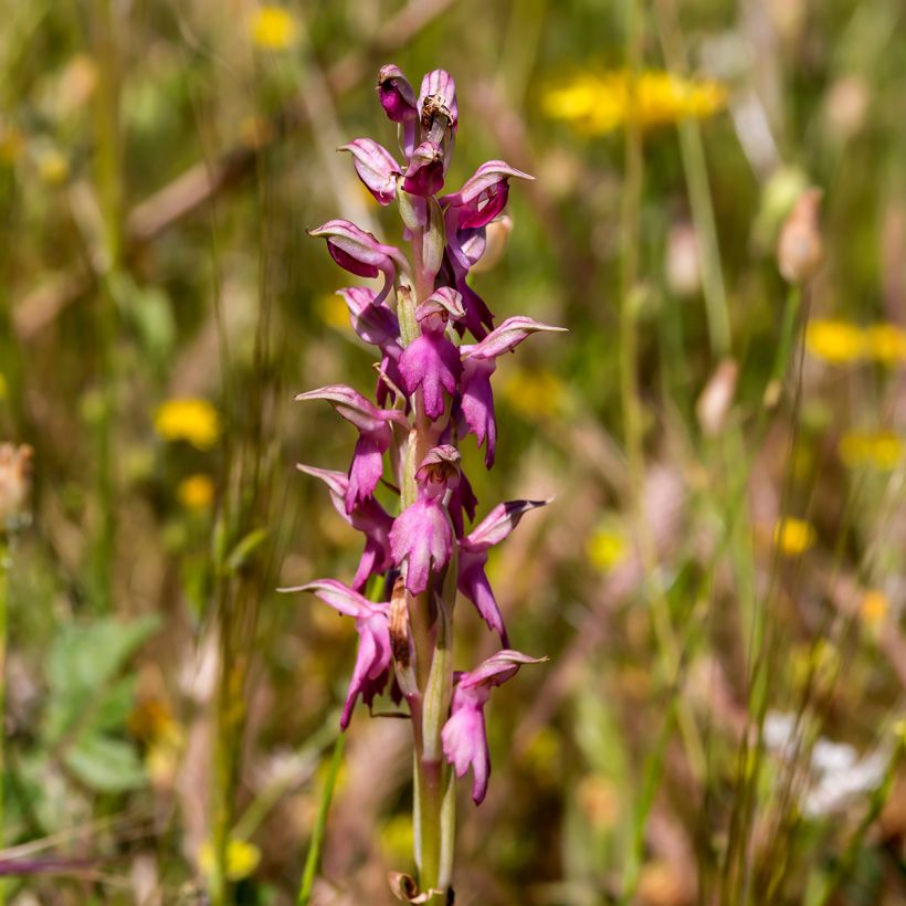 Anacamptis sancta (Floração)