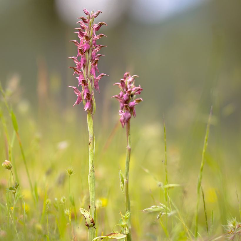 Anacamptis sancta (Hábito)