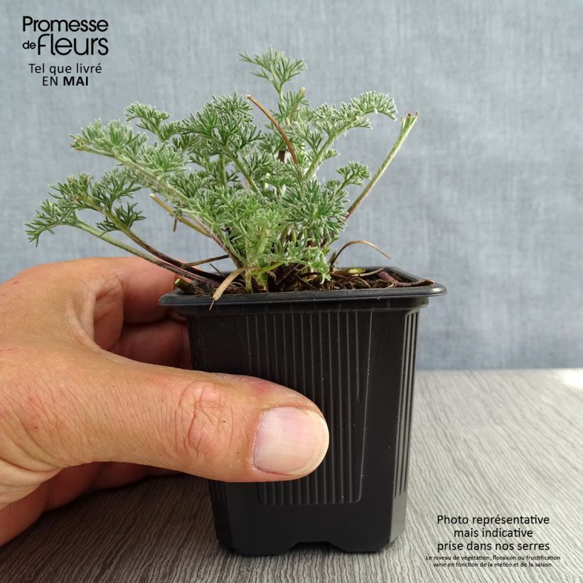 Amostra de Anacyclus pyrethrum var. depressus Vaso de 8/9 cm tal como entregue na primavera