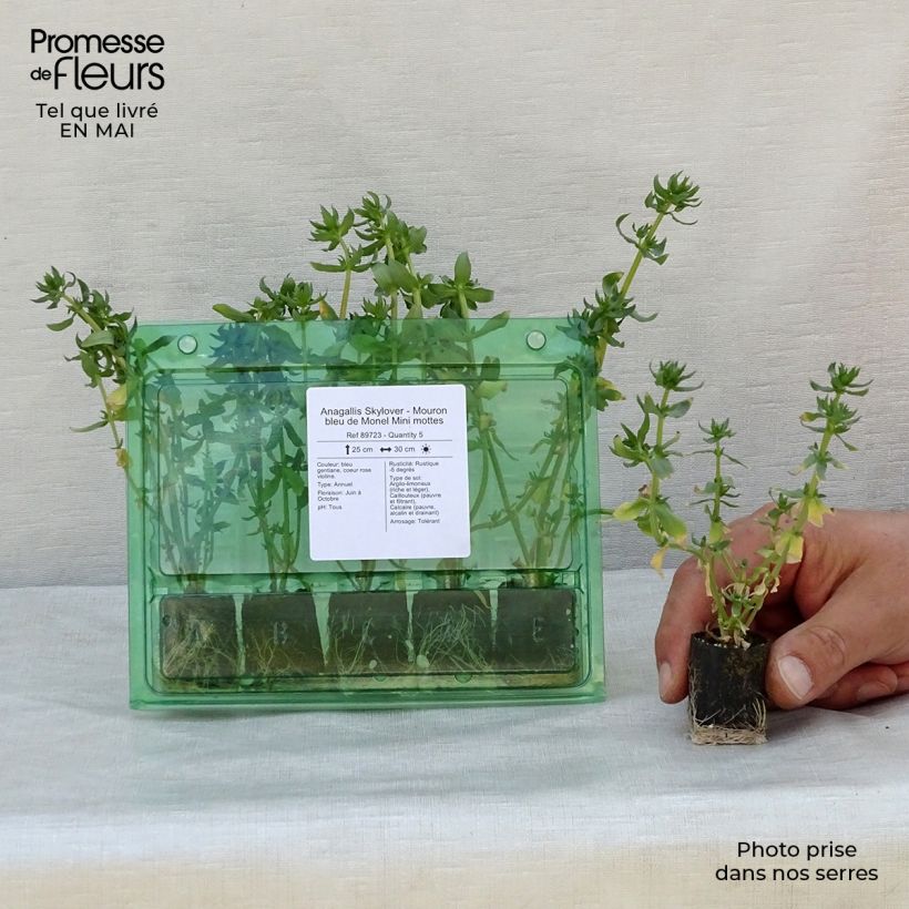 Amostra de Anagallis Skylover - Mouron bleu de Monel Mini mottes Mini-motte Ø 3/4 cm tal como entregue na primavera