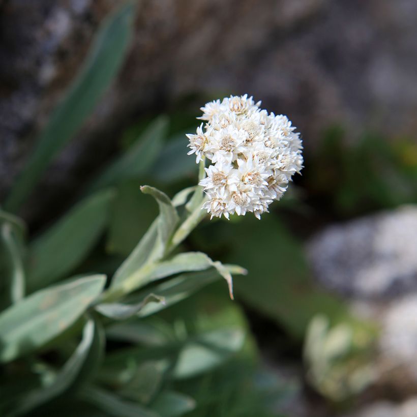 Anaphalis alpicola (Floração)