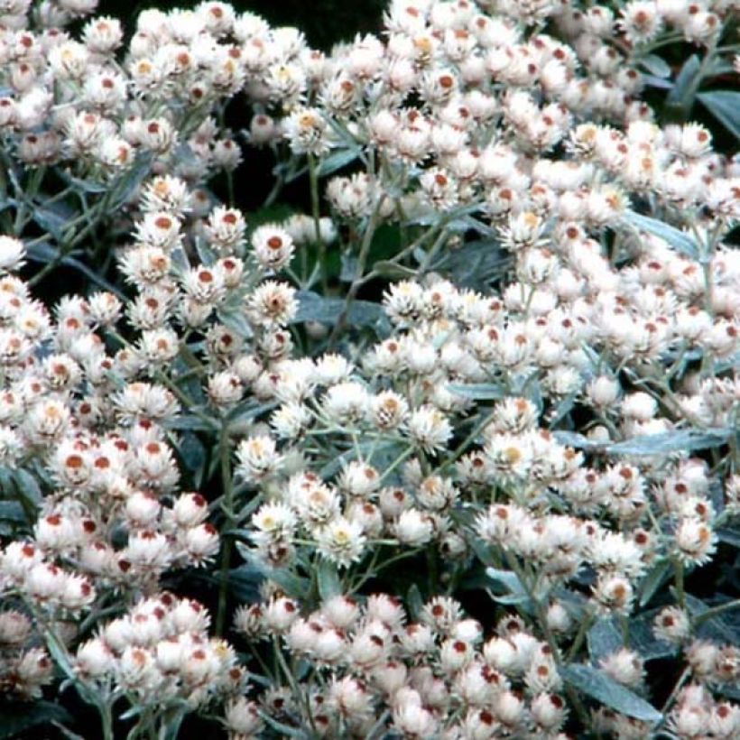 Anaphalis margaritacea Neuschnee (Floração)