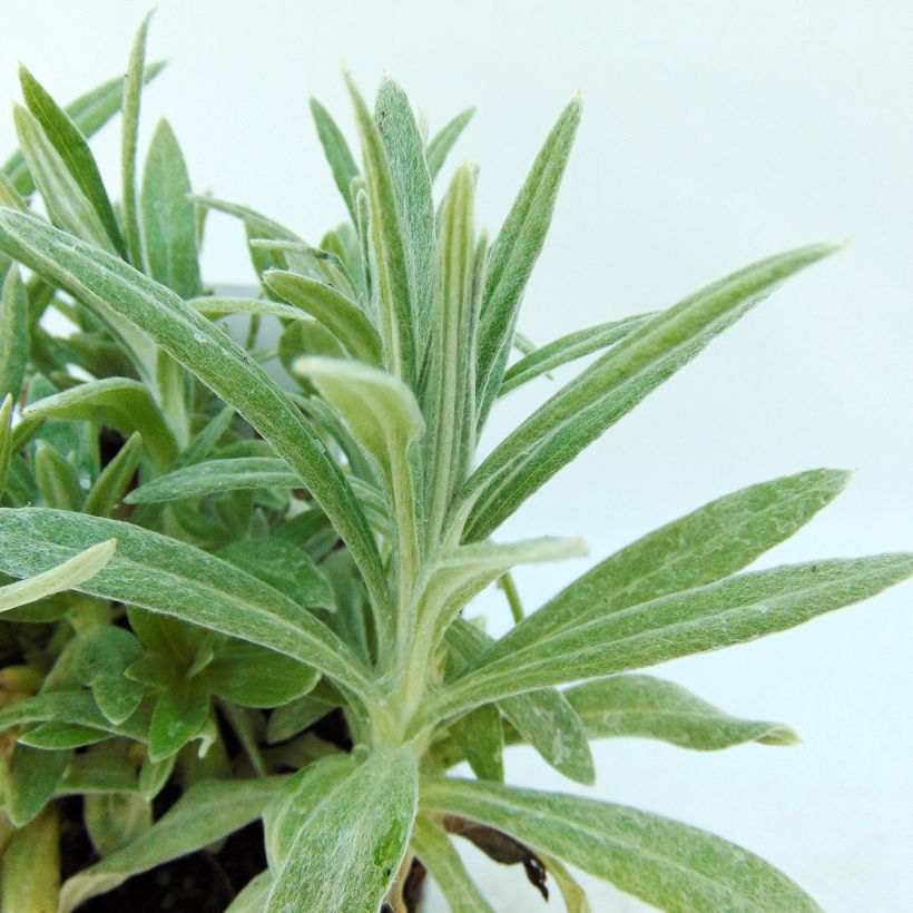 Anaphalis margaritacea Neuschnee (Folhagem)