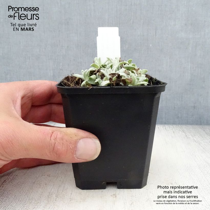 Amostra de Anaphalis margaritacea Neuschnee Vaso de 8/9 cm tal como entregue na primavera