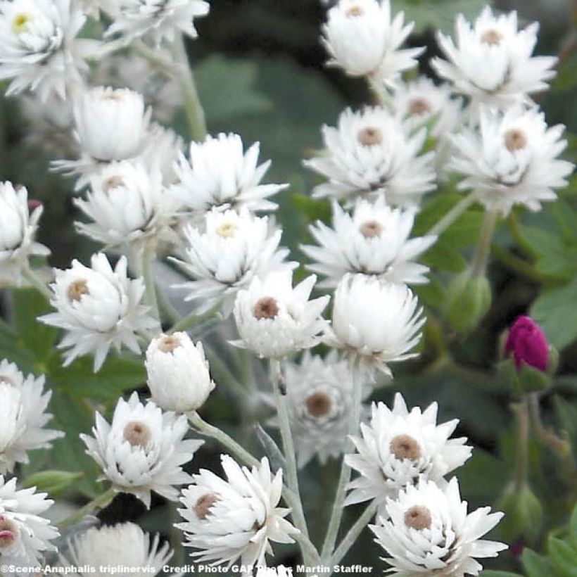 Anaphalis triplinervis (Floração)