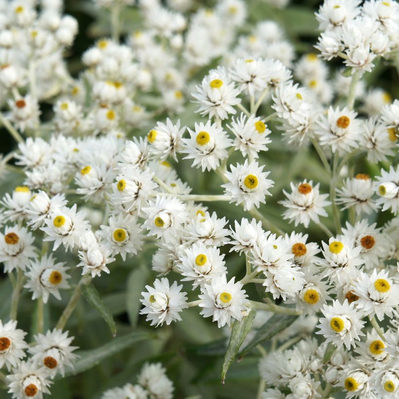 Anaphalis triplinervis (Floração)